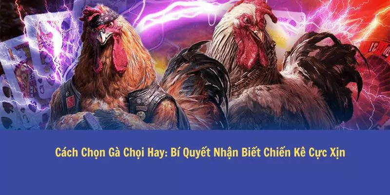 bí quyết cách chọn gà chọi hay